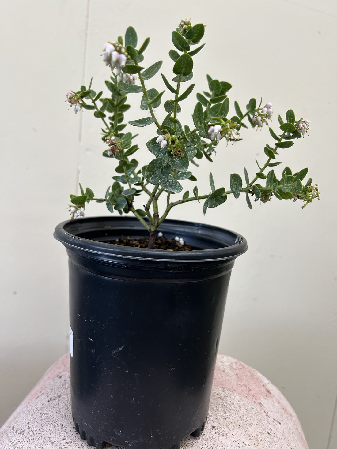 Arctostaphylos viridissima, White Haired Manzanita
