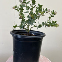 Arctostaphylos viridissima, White Haired Manzanita