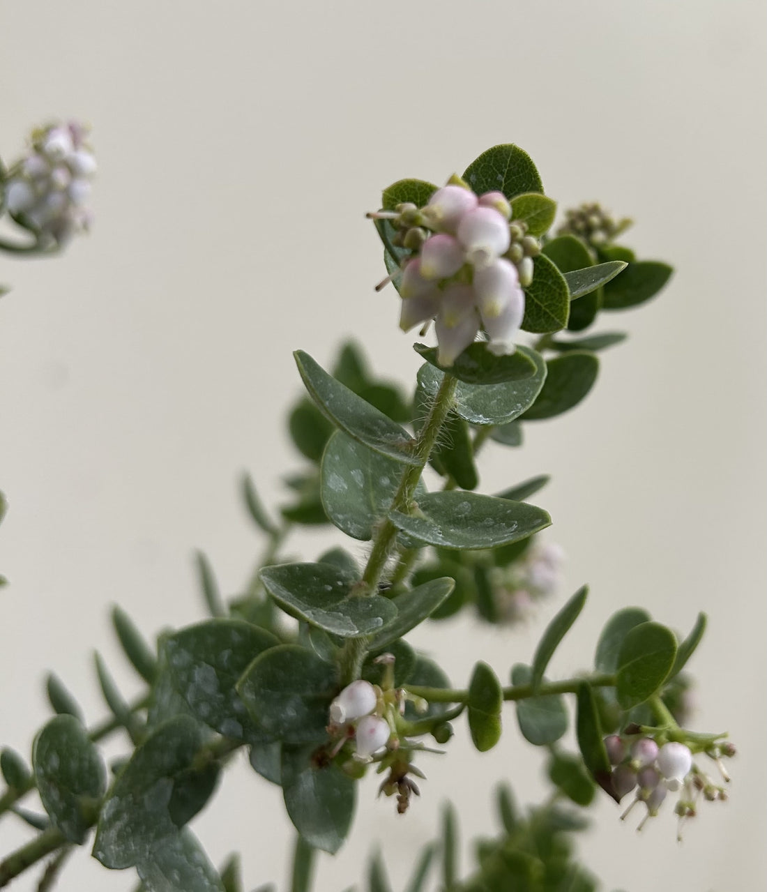Arctostaphylos viridissima, White Haired Manzanita Flowers