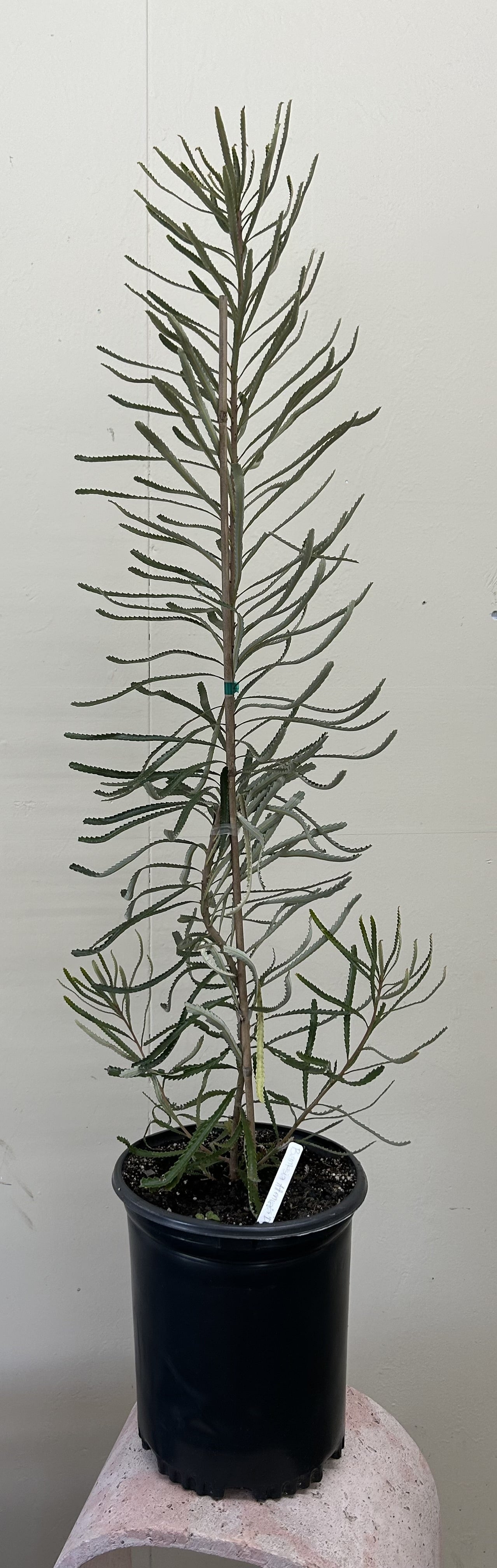 Banksia attenuata 'Dwarf' – Plant Material