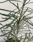 Banksia attenuata 'Dwarf' Foliage
