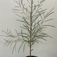 Hakea coriacea, Pink Spike Hakea