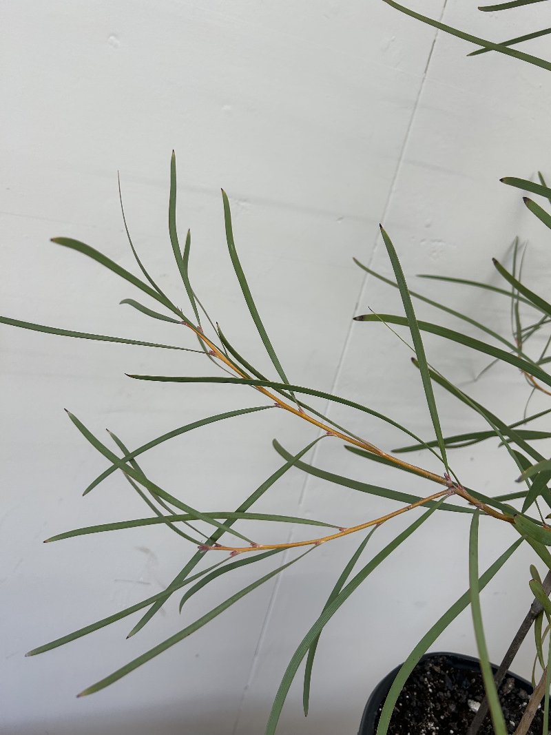 Hakea coriacea, Pink Spike Hakea foliage