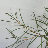 Hakea coriacea, Pink Spike Hakea foliage