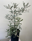 Banksia pilostylis