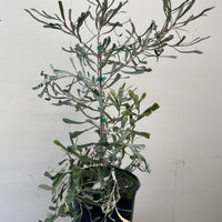 Banksia pilostylis