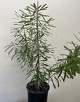 Banksia oblongifolia, Fern-leaved Banksia
