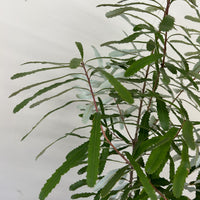 Banksia oblongifolia, Fern-leaved Banksia foliage