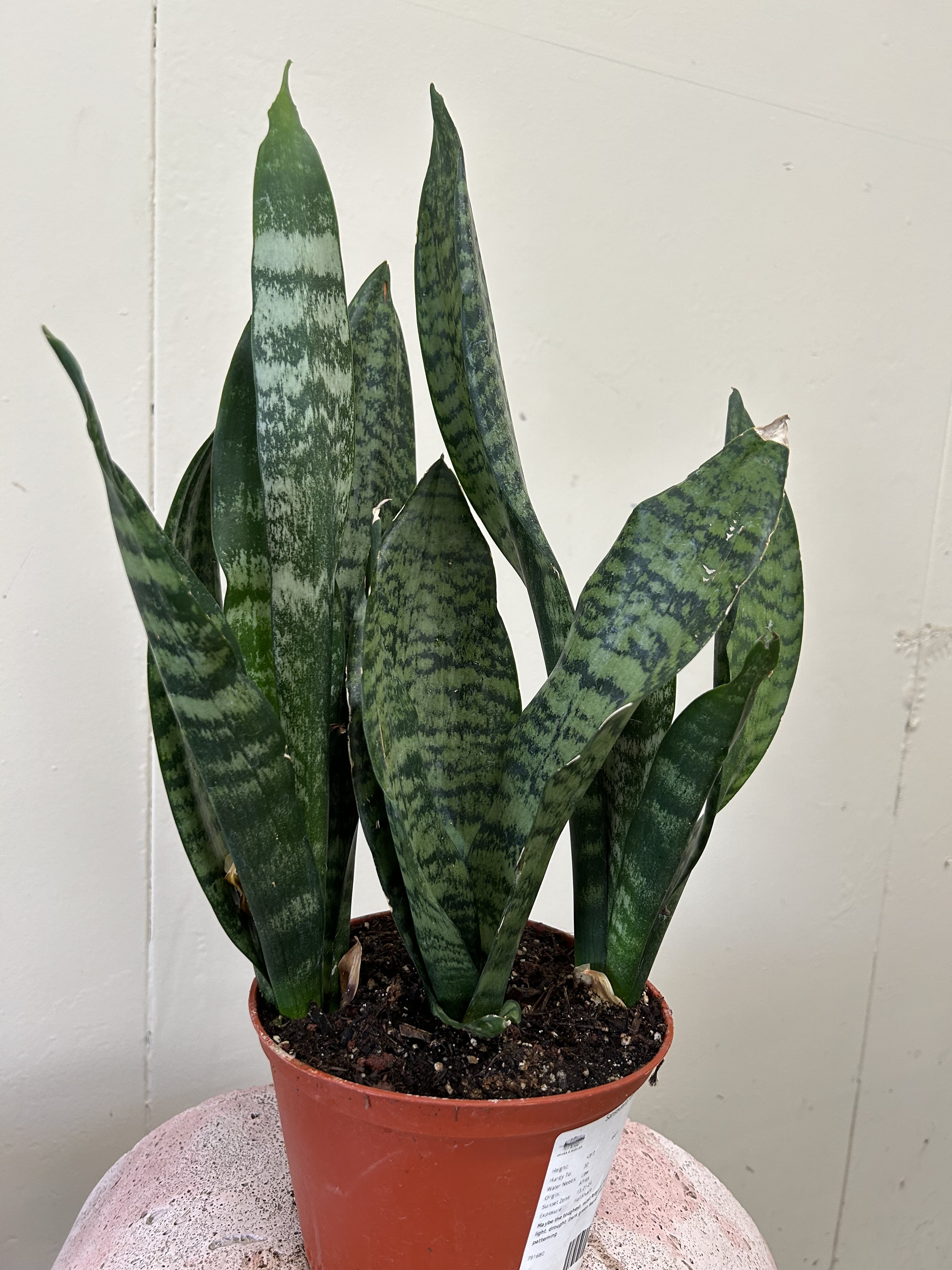 POWERS TO FLOWERS - SANSEVERIA LAURENTII XL, ALTEZZA 70 cm, pianta vera