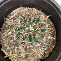 Ferocactus viridescens, San Diego Barrelcactus