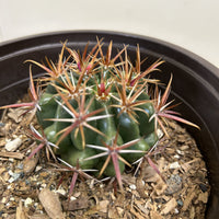 Ferocactus viridescens, San Diego Barrelcactus