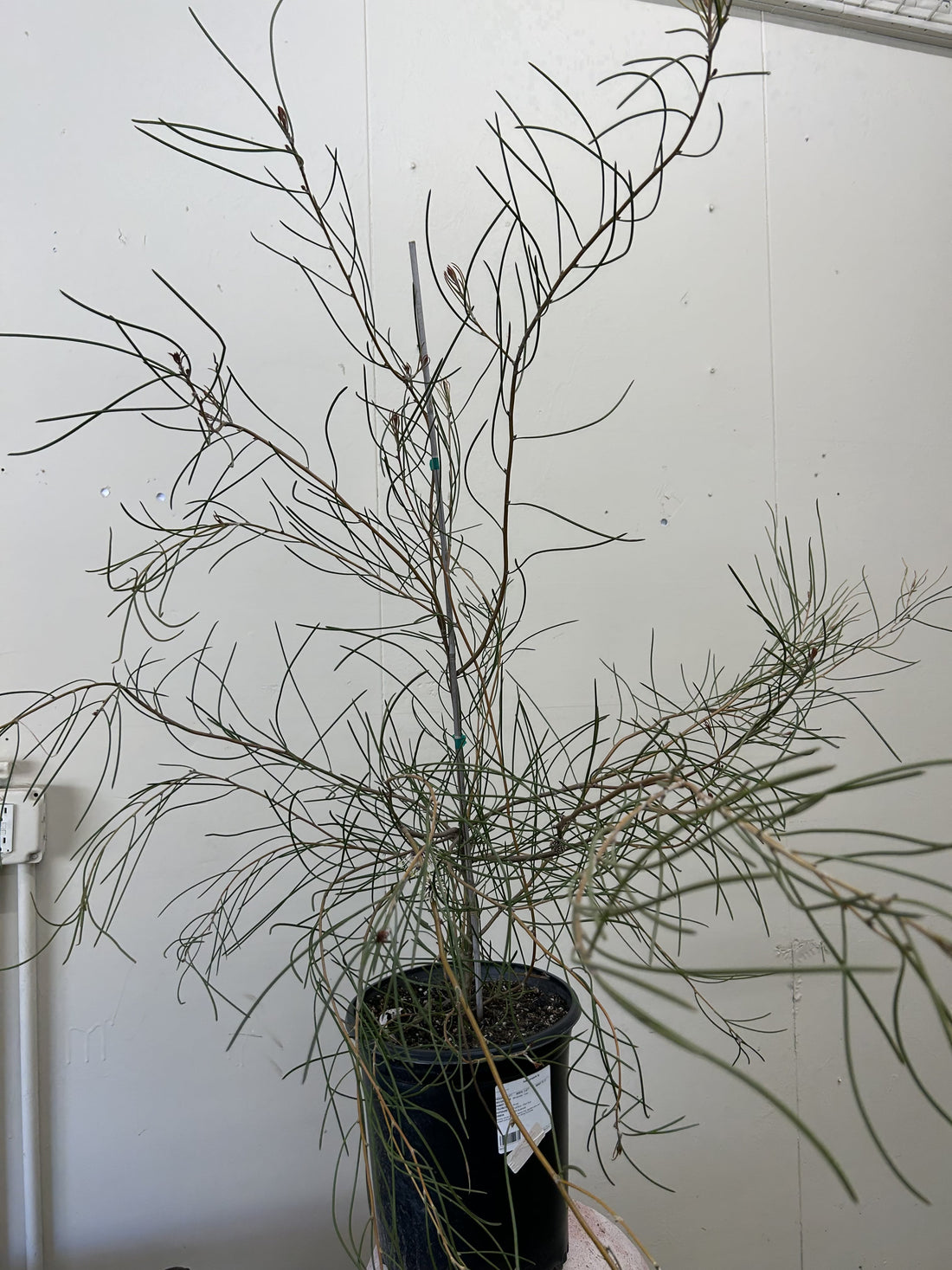 Hakea scoparia, Kangaroo Bush