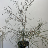 Hakea scoparia, Kangaroo Bush