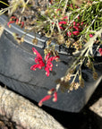 Grevillea 'Canberra Gem' Flower