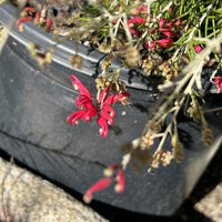 Grevillea 'Canberra Gem' Flower