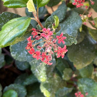 Ribes viburnifolium, Evergreen Currant flower