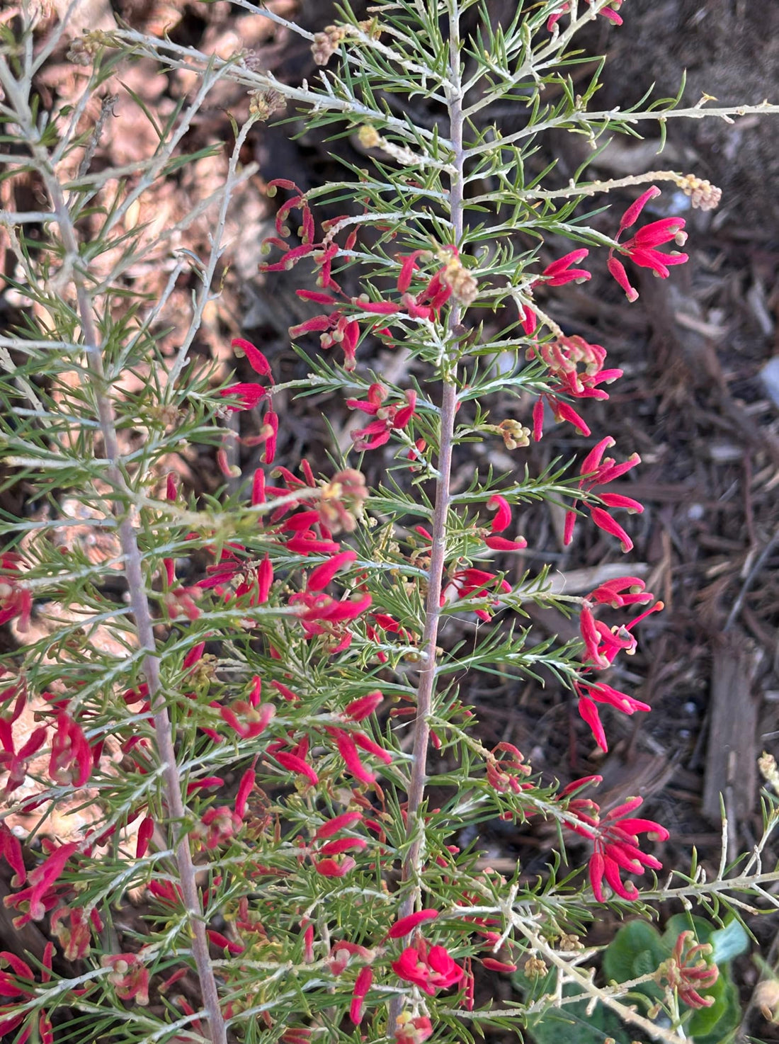 Grevillea 'Canberra Gem'