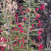 Grevillea 'Canberra Gem'