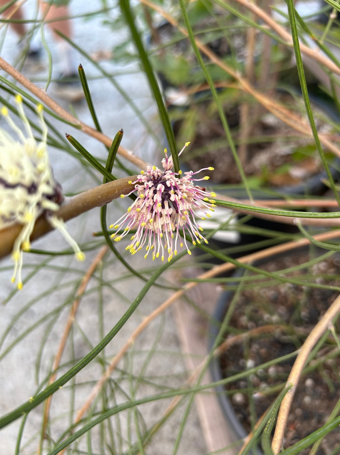 Hakea scoparia, Kangaroo Bush