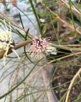 Hakea scoparia, Kangaroo Bush
