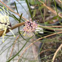 Hakea scoparia, Kangaroo Bush