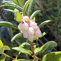 Xylococcus bicolor, Mission Manzanita flower