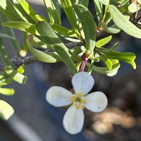 Cneoridium dumosum (bushrue) flower