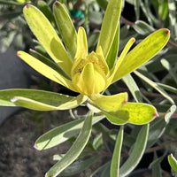 Leucadendron Yellow Tulip cone flower