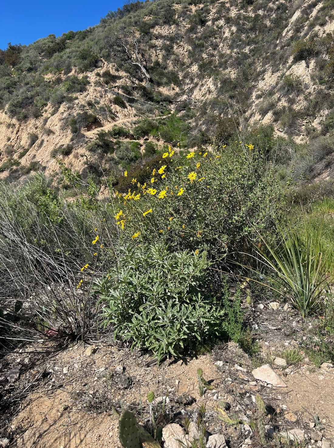 Encelia californica, Bush sunflower