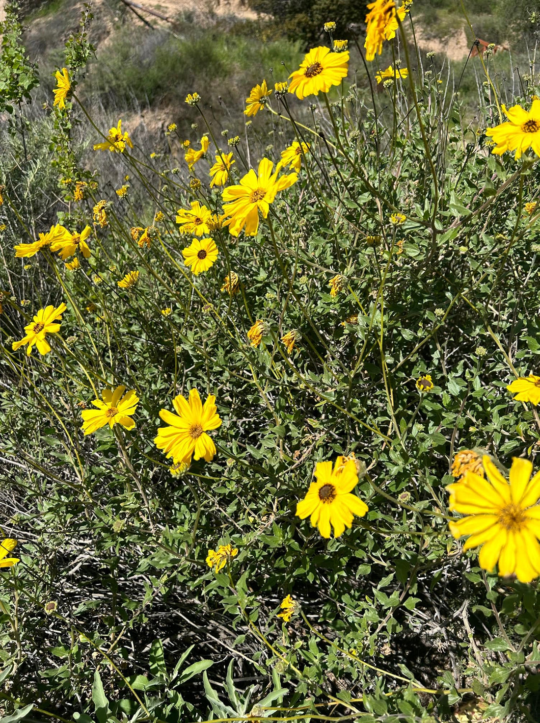Encelia californica, Bush sunflower