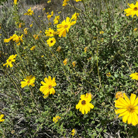 Encelia californica, Bush sunflower