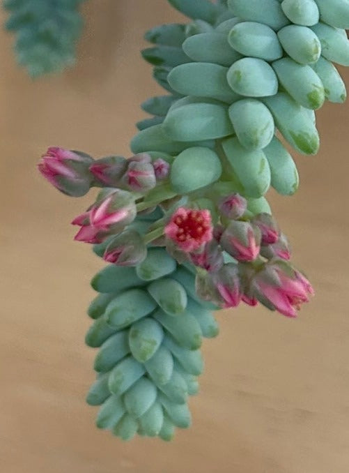 Sedum morganianum (burros tail) flowering