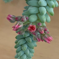 Sedum morganianum (burros tail) flowering