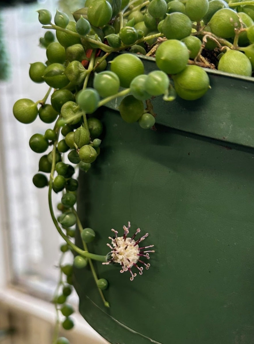 string of pearls succulent plants Senecio rowleyanus (String of Pearls)