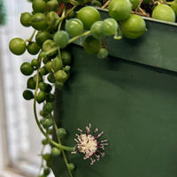 Senecio rowleyanus (String of Pearls) flowering