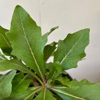 Munzothamnus blairii, Blair's Stephanomeria foliage