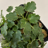 Heuchera cylindrica, Alpine Alumroot foliage