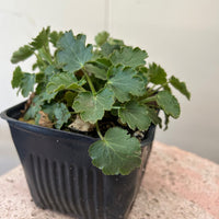 Heuchera cylindrica, Alpine Alumroot