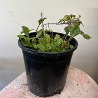 Verbena lasiostachys, Western Vervain