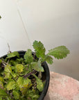 Verbena lasiostachys, Western Vervain foliage