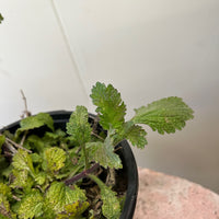 Verbena lasiostachys, Western Vervain foliage