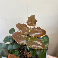 Mahonia aquifolium, Oregon Grape foliage