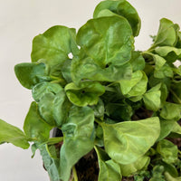 Dichondra occidentalis, Western Ponysfoot foliage