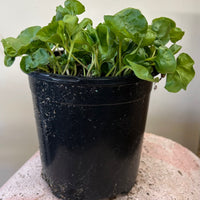 Dichondra occidentalis, Western Ponysfoot 1 Gallon