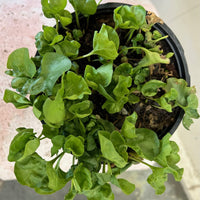 Dichondra occidentalis, Western Ponysfoot