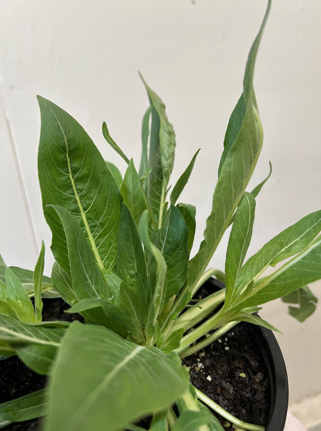 Oenothera elata, Hooker's Evening Primrose foliage