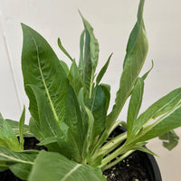 Oenothera elata, Hooker's Evening Primrose foliage