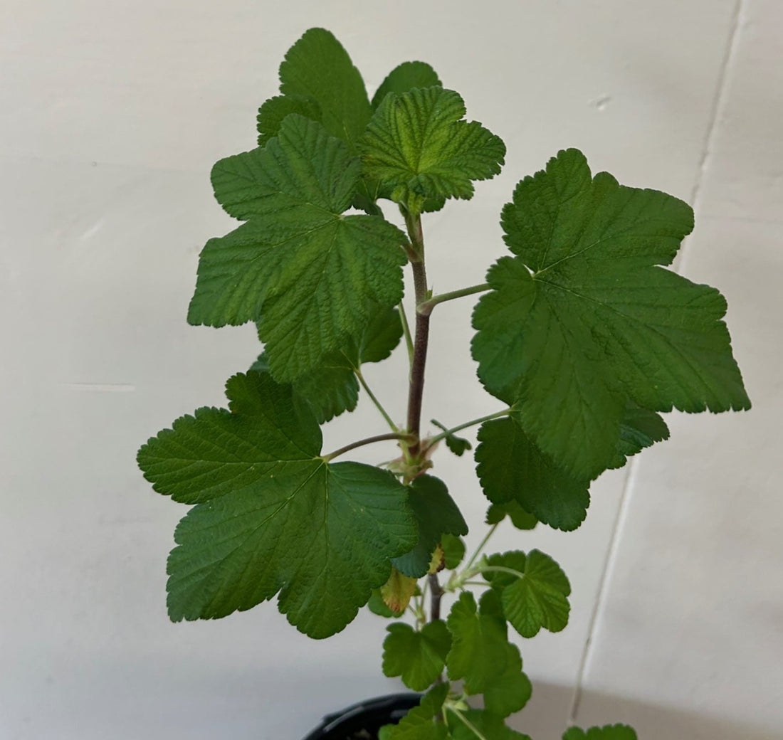 Ribes sanguineum 'Claremont'