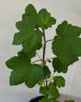 Ribes sanguineum 'Claremont'