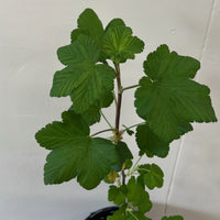 Ribes sanguineum 'Claremont'